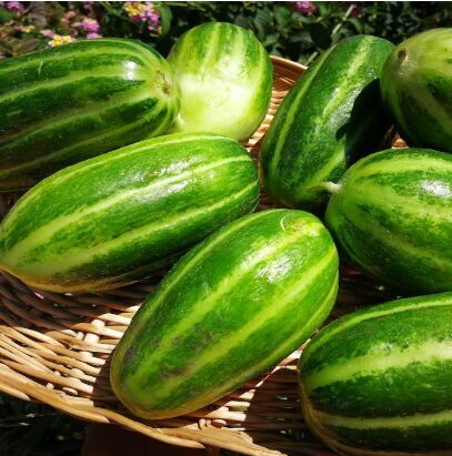 Meloņgurķi 'Carosello Scopatizzo Barese'